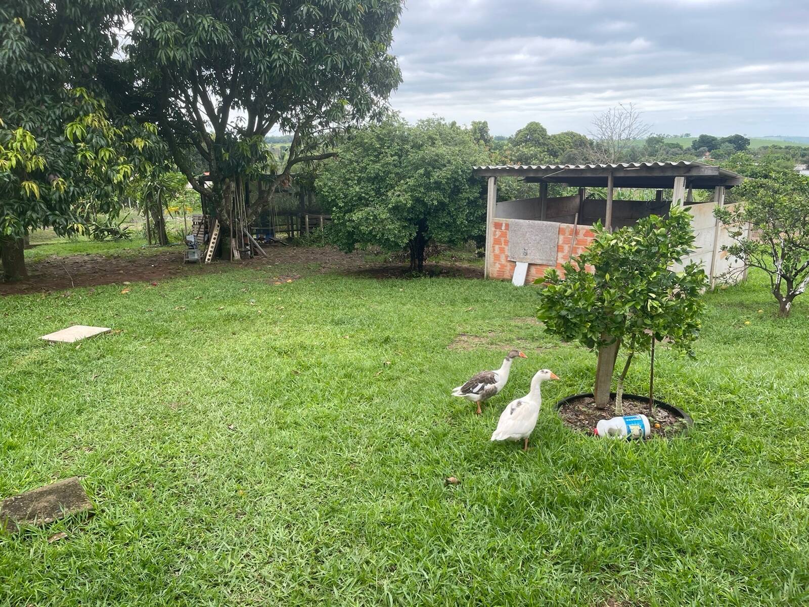 Fazenda à venda com 3 quartos, 218m² - Foto 2