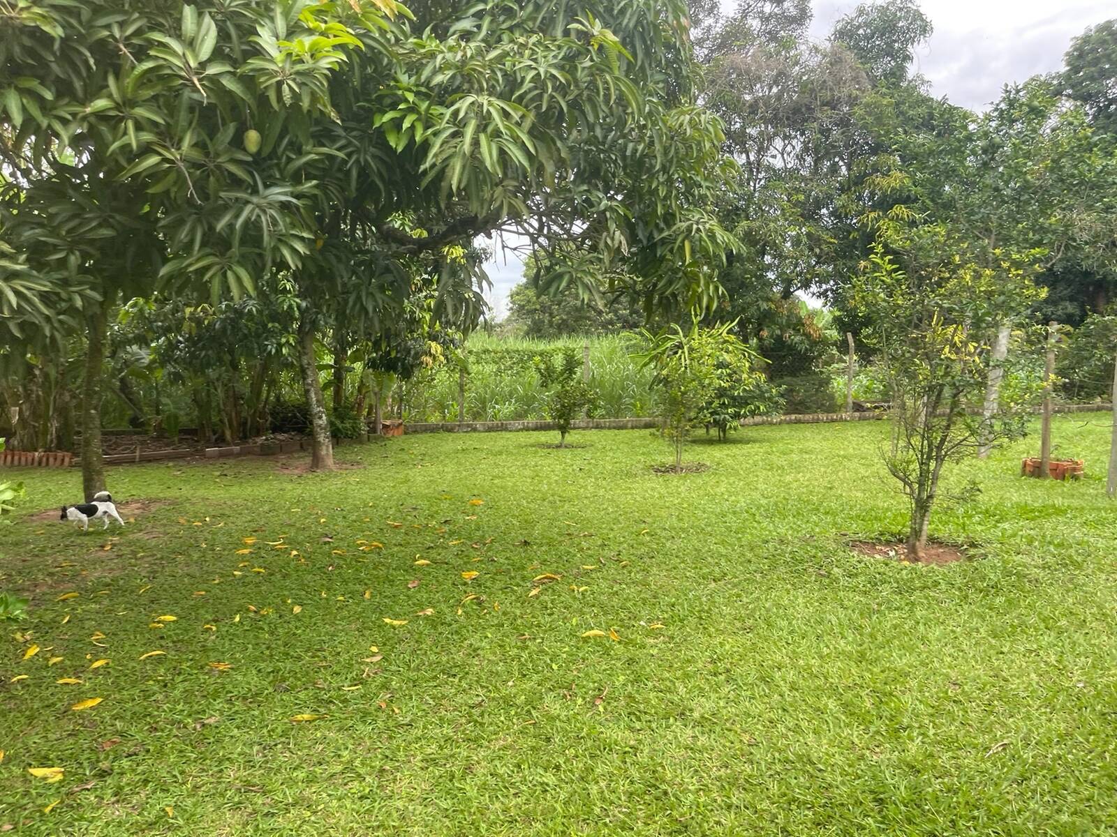 Fazenda à venda com 4 quartos, 250m² - Foto 12