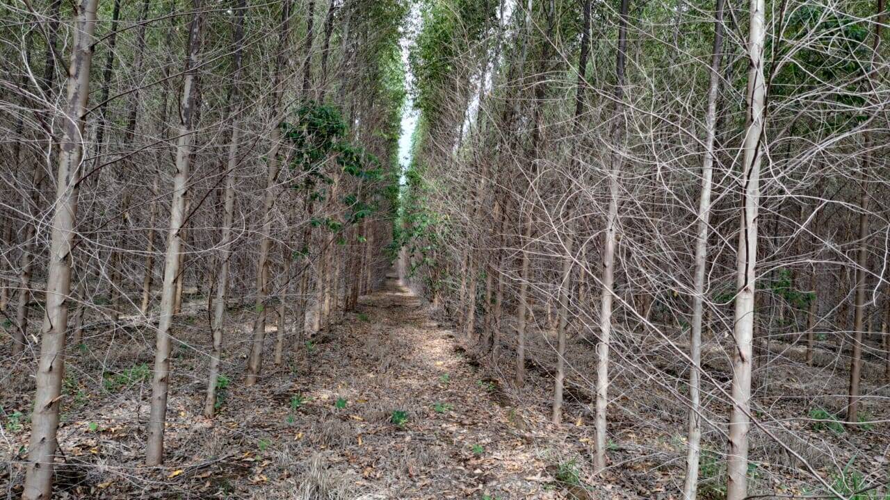 Terreno à venda, 25m² - Foto 8