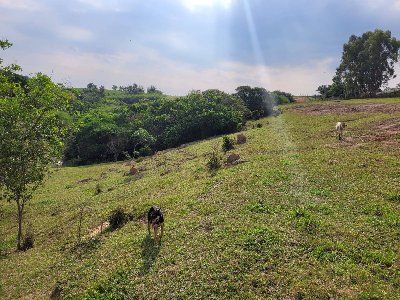 Terreno à venda, 20000m² - Foto 1