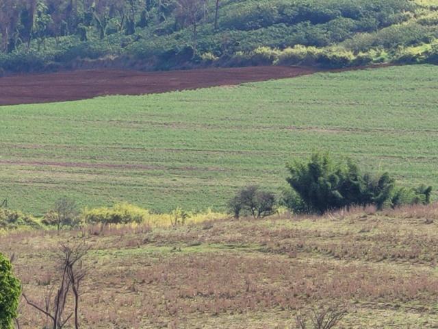 #556 - Sítio para Venda em Santa Rosa de Viterbo - SP