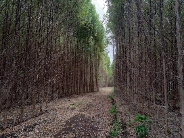 #580 - Sítio para Venda em São Pedro - SP