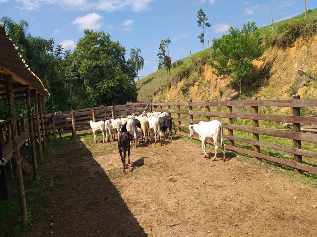 Venda em Área Rural de Botucatu - Botucatu