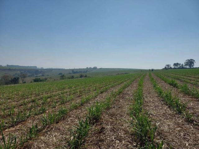 Venda em Área Rural de Torrinha - Torrinha