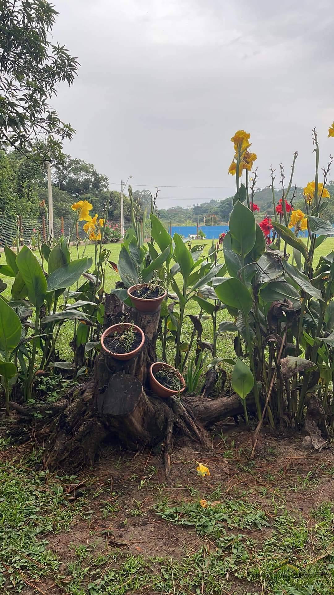 Fazenda à venda com 3 quartos, 7800m² - Foto 6