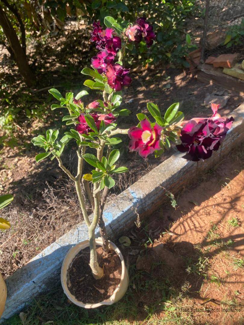 Fazenda à venda com 3 quartos, 100m² - Foto 3